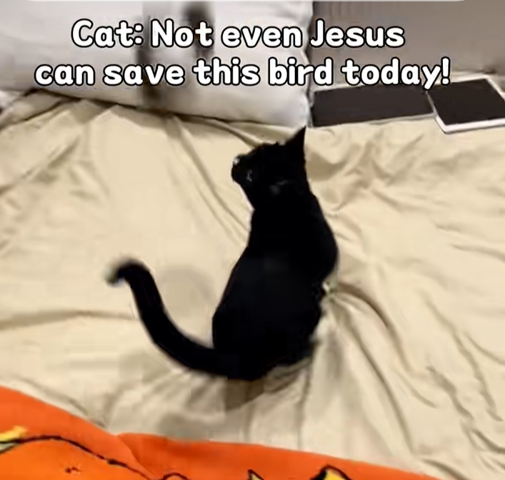 这款猫玩具“要上天”,现已登顶TikTok类目榜首!