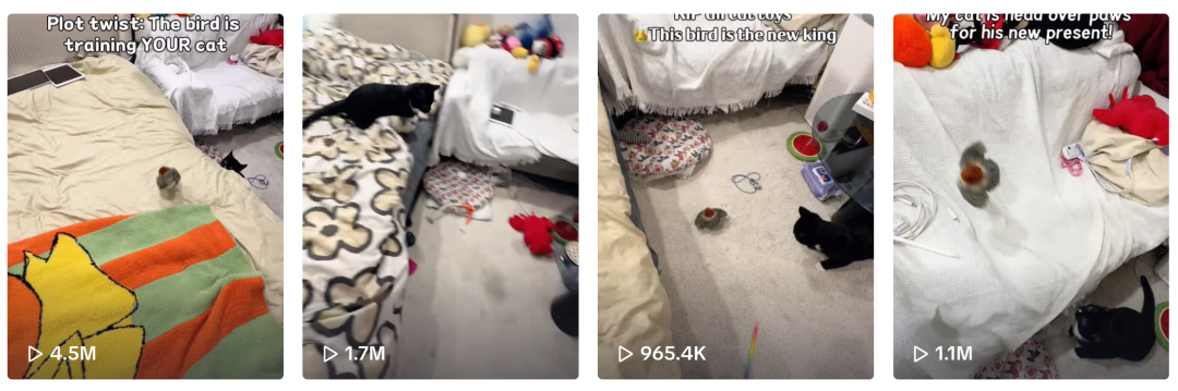 这款猫玩具“要上天”,现已登顶TikTok类目榜首!