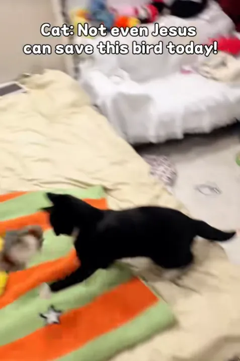 7天销量飙升190%，TikTok宠物赛道大爆！