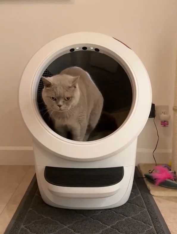 “猫主子”掏空铲屎官的钱包？跨境卖家8月必追五大节日热潮！